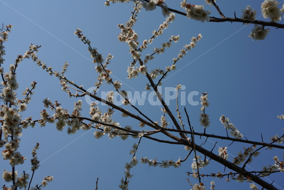 매화마을,매화나무,봄꽃,봄,매화,봄,계절,spring,season,식물,자연,plants,nature,꽃,flower,plant,blossom
