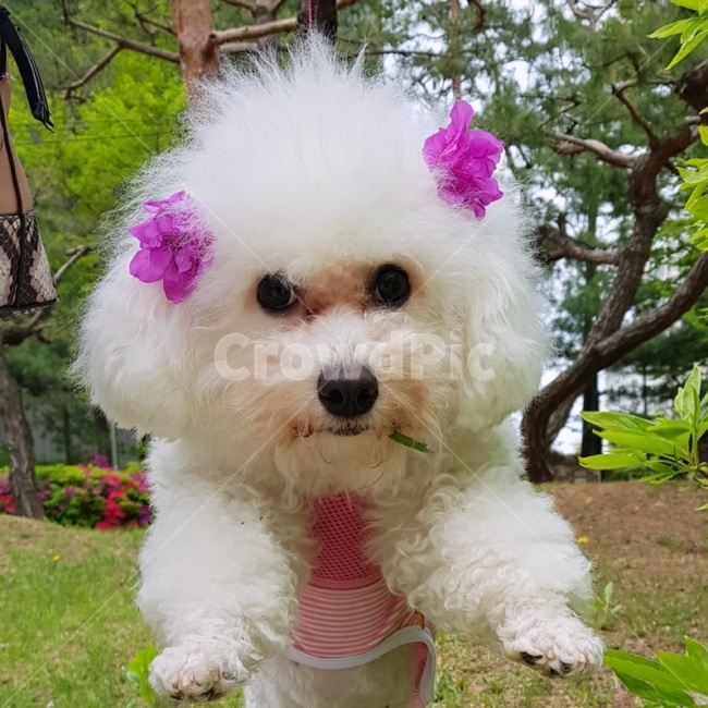 강아지,dog,puppy,비숑프리제,bichon,꽃,follower