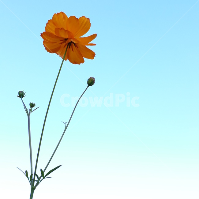 꽃,코스모스,자연,식물,가을,계절,가을,계절,fall,autumn,season,식물,자연,plants,nature,꽃,flower,plant