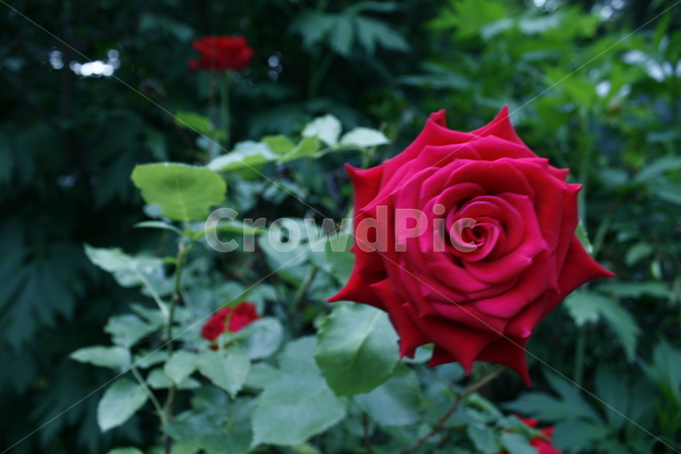 blossom,꽃,flower,rose,장미,plant,식물,식물,자연,plants,nature,꽃,flower