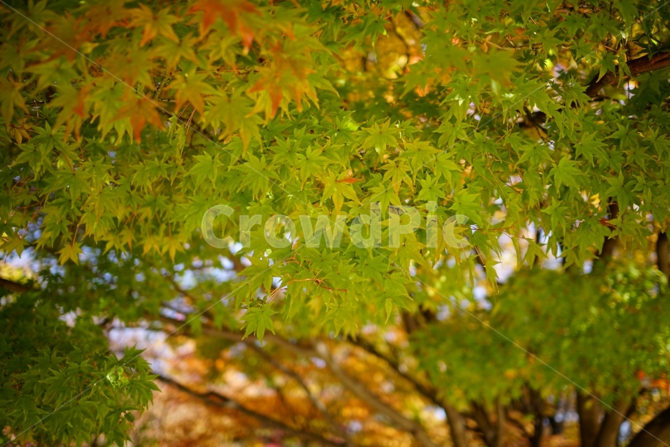 가을,autumn,fall,season,계절,단풍,나무,나뭇가지,이파리,단풍잎,자연,nature,tree,산림,삼림,숲,숲속,낙엽,한국자연,11월,November,풍경,landscape,경치,스냅,스냅사진,snap,snapshot,감성,감성사진,느낌,feel,분위기,잎사귀,식물,자연,plants,nature