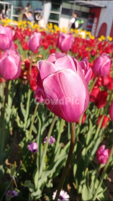 flower,튤립,tulip,분홍,흰꽃,식물,plants,꽃,flowers,spring,5월꽃,5월의꽃,봄,식물,자연,plants,nature,꽃,flower