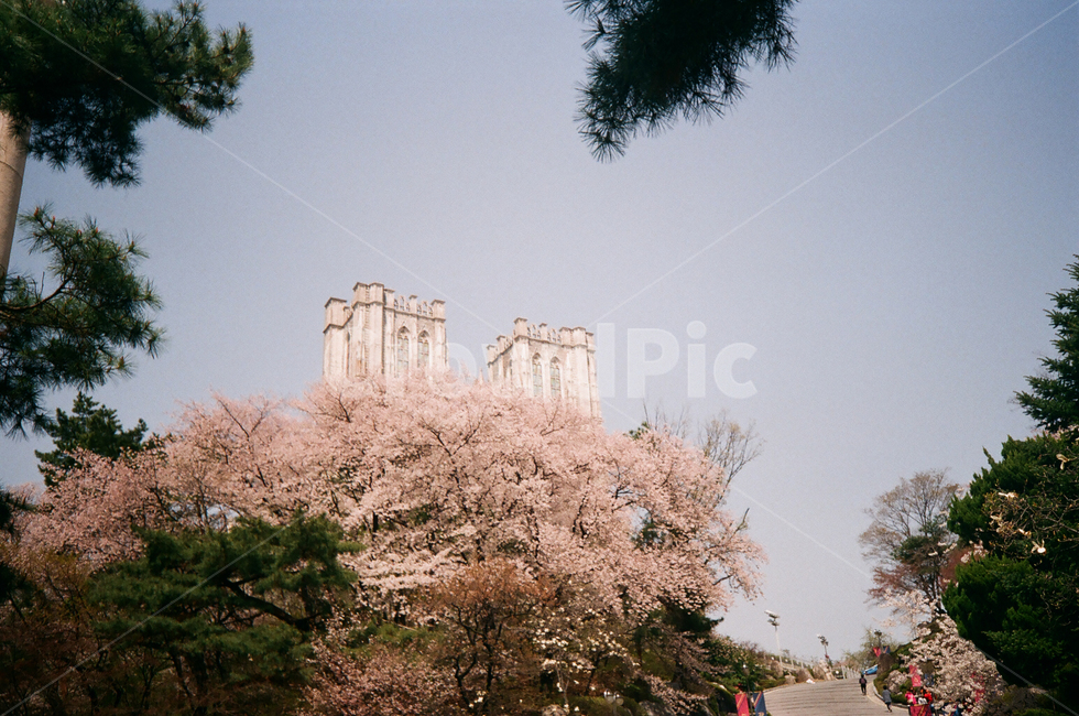 경희대학교,경희랜드,벚꽃,평화의전당,봄