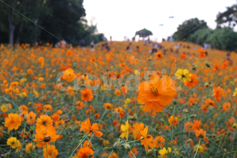 자연,꽃,식물,힐링,코스모스,가을,계절,fall,autumn,season,식물,자연,plants,nature,꽃,flower,plant,field,들
