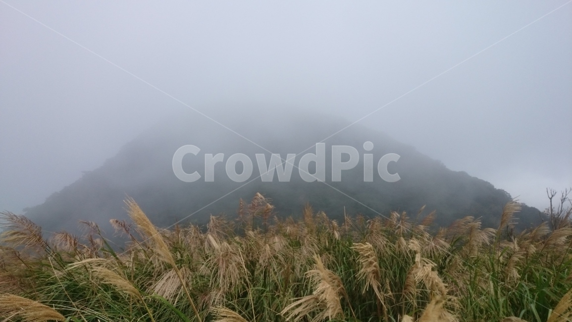 등산,산행,안개,산속,갈대숲,갈대,흐림,산,자연