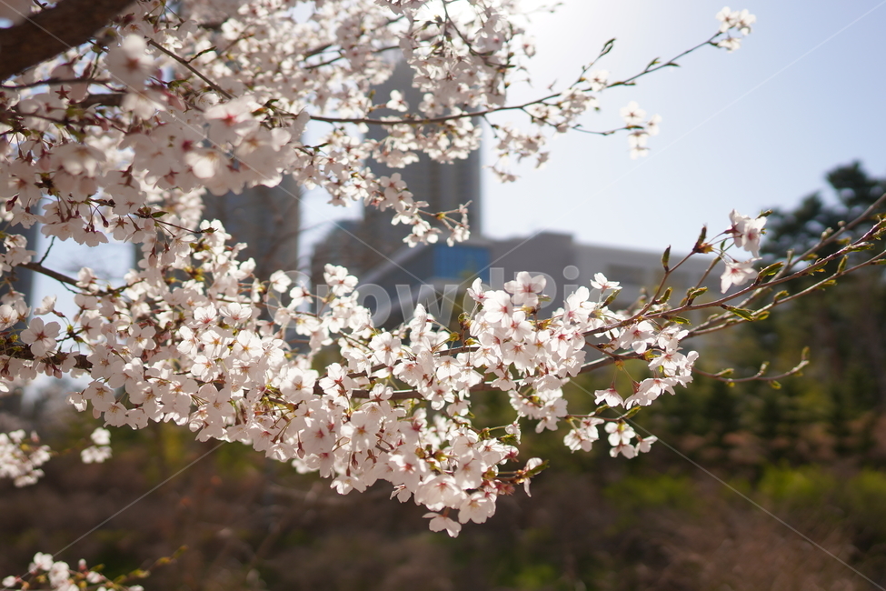 벚꽃,봄,햇빛,맑은,꽃잎,꽃,blossom,cherryblossom,만개