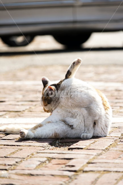 고양이,동물,포유류,길냥이,cat,animal,pet,동물,animal,포유류,mammal,고양이,cat,kitten,kitty