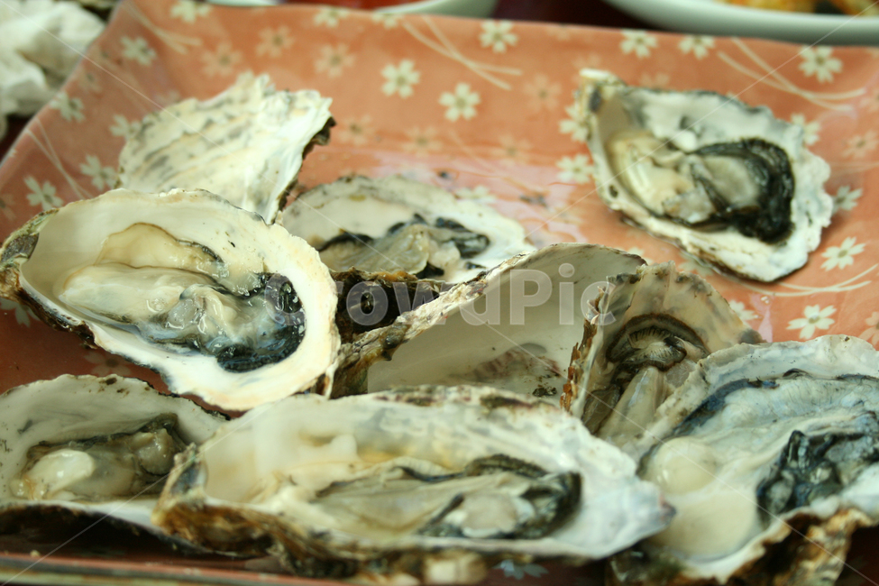 굴,해산물,음식,생굴,food,음식,식재료,요리,food,cook,meal,dishes,food reserves,수산물,해산물,fishery products,seafood