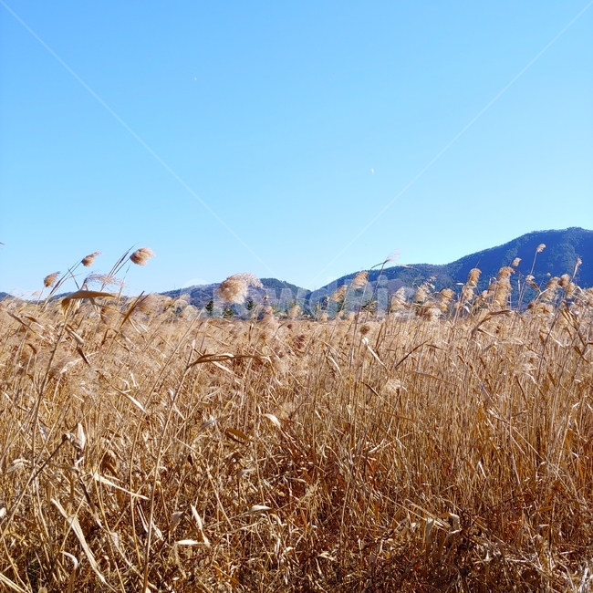 갈대,가을,순천,풍경,경치,자연,강줄기,가을,계절,fall,autumn,season,자연,풍경,nature,landscape,plant,식물