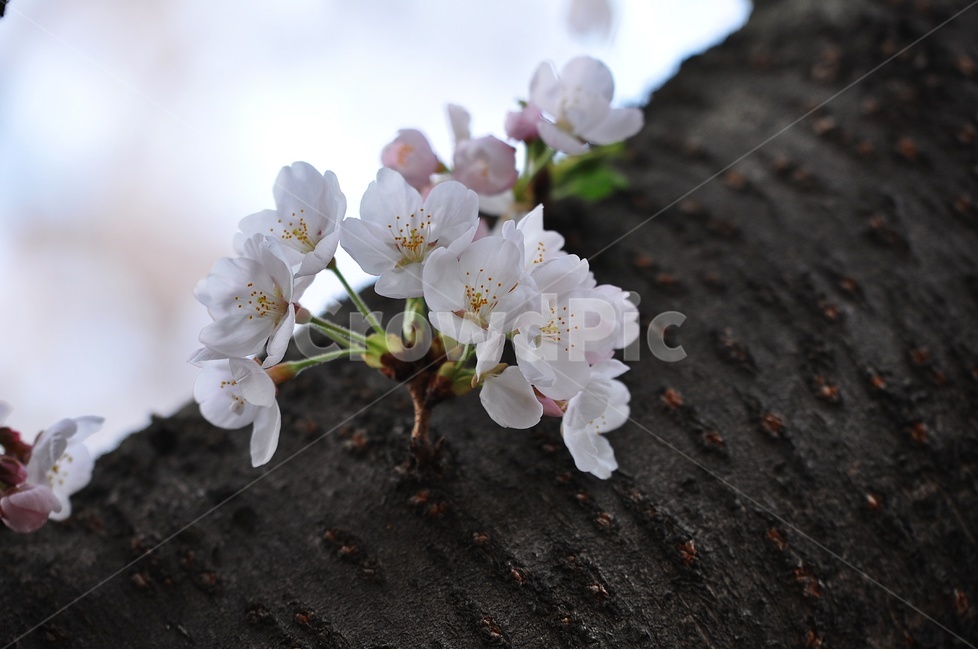 꽃,줄기,벚꽃,하얀꽃,flower,봄,계절,spring,season,식물,자연,plants,nature,꽃,flower,plant,blossom,cherry blossom