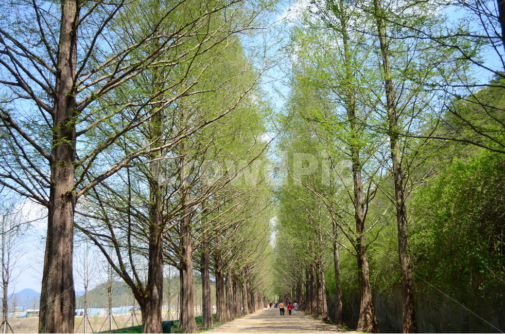 메타세콰이어,힐링,산책,봄,담양,초록,자연,풍경,nature,landscape,한국자연풍경,한국자연경관,korea nature landscape,식물,plants,나무,trees,wood,tree,plant