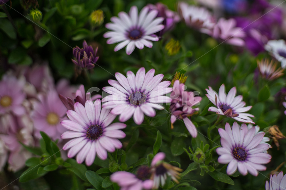 오스페오스펠뭄,봄,꽃,자연,식물,봄꽃,근접,식물,자연,plants,nature,꽃,flower