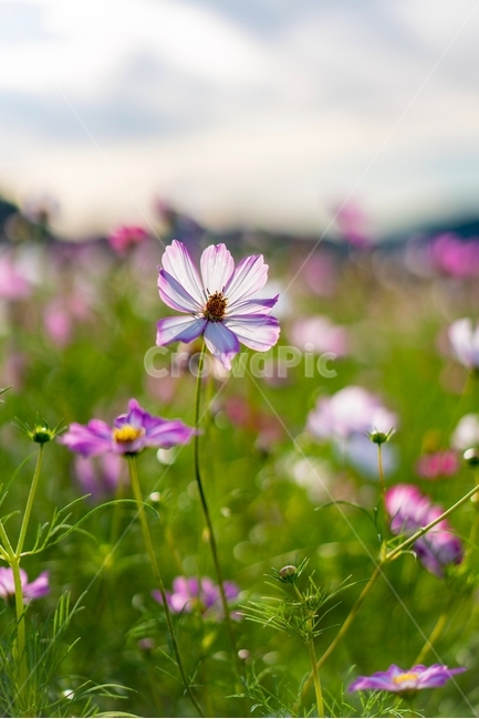 꽃,코스모스,풍경,감성,flower,가을,계절,fall,autumn,season,식물,자연,plants,nature,꽃,flower