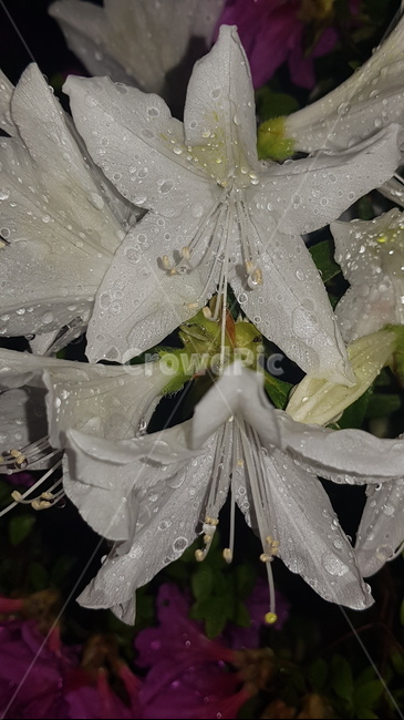 plant,식물,blossom,flower,꽃