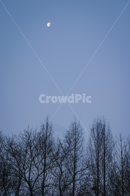 하늘,달,나무,푸르름,blueish,겨울,새벽,tree,moon,겨울,계절,winter,season,자연,풍경,nature,landscape,야경,밤,nightscape,night,식물,plants,나무,trees,wood,outdoors,옥외