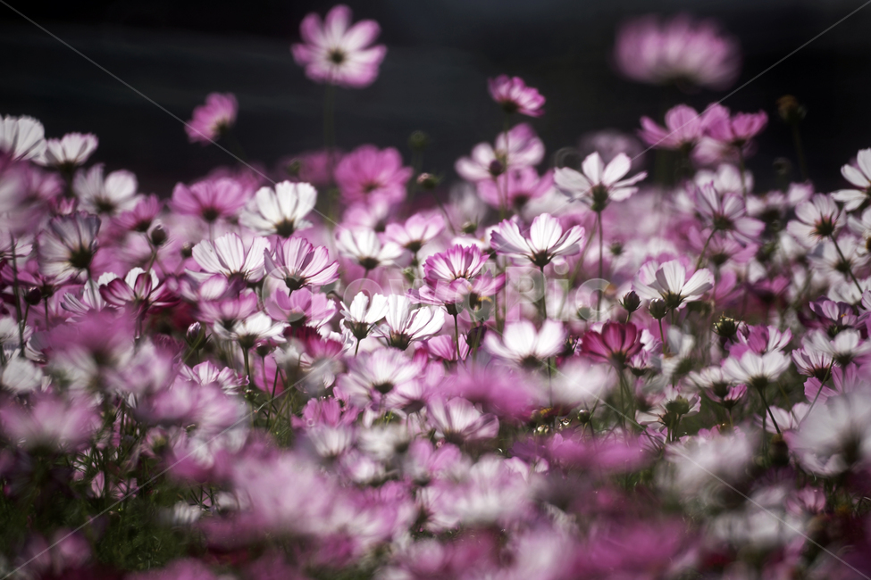코스모스,꽃,식물,계절,가을,감성,가을,계절,fall,autumn,season,식물,자연,plants,nature,꽃,flower,geranium,제라늄,blossom,plant