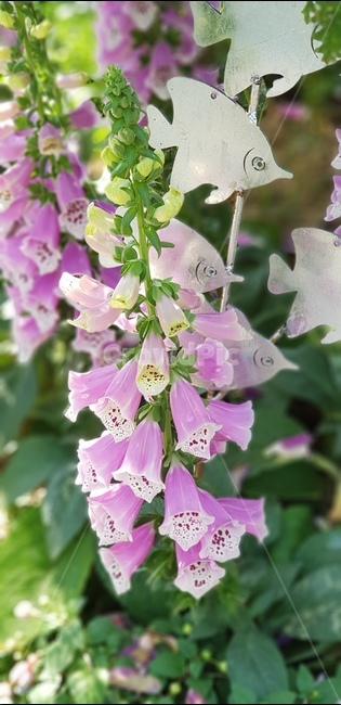식물,plant,꽃,flower,배경