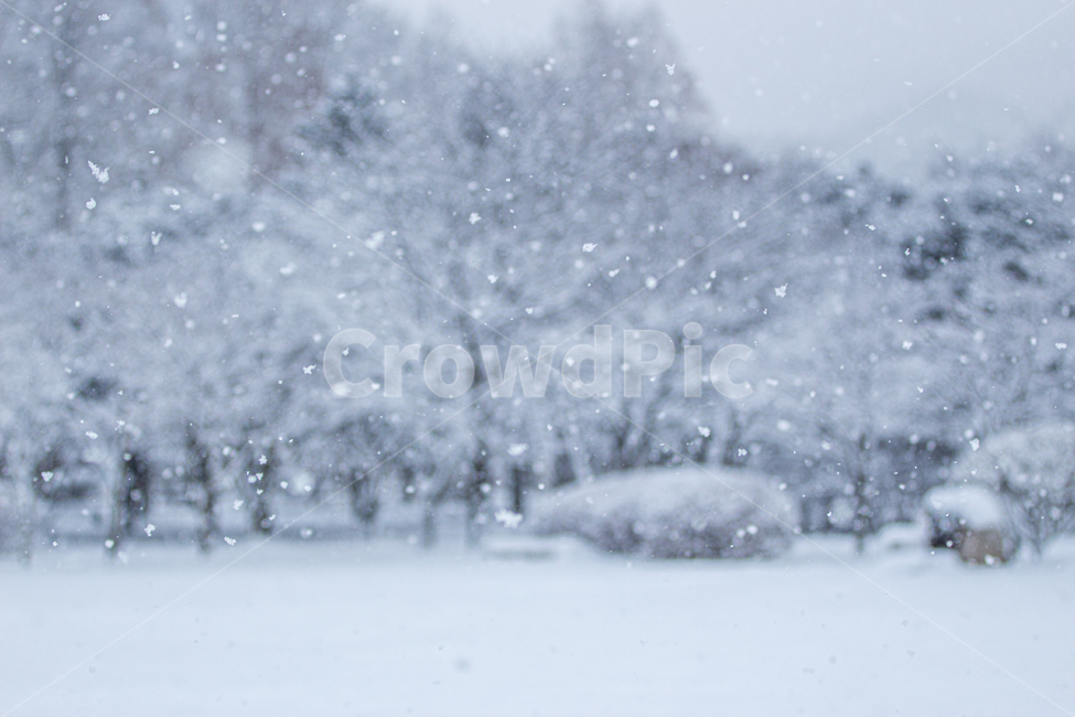 폭설,추위,나무,설경,낮,장관,겨울나무,눈송이,눈망울,고요,nature,자연,snow,눈,winter,겨울,outdoors,옥외,blizzard,눈보라,storm,폭풍,겨울,계절,winter,season,자연,풍경,nature,landscape