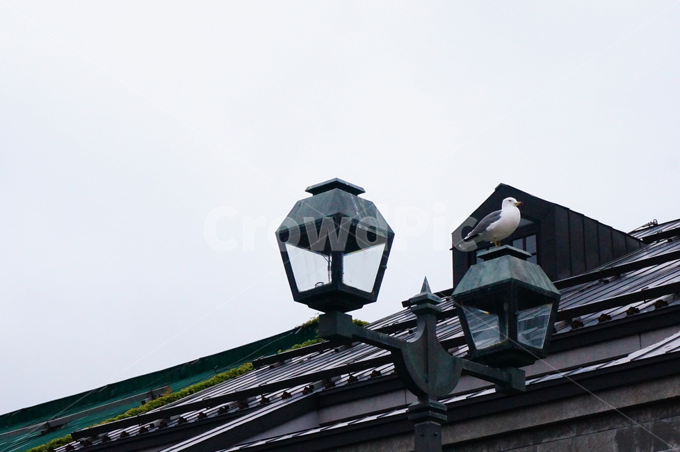 갈매기,commongull,동물,animal,하늘,sky,가로등,streetlamp,조류