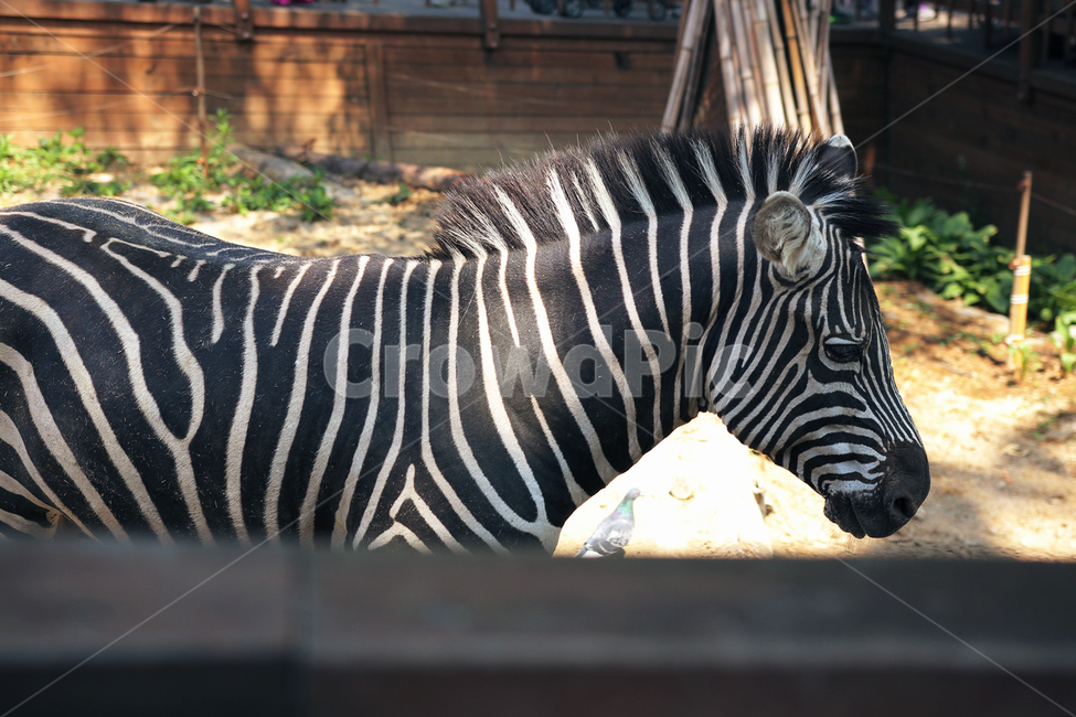 animal,동물,wildlife,야생동물,zebra,얼룩말,mammal,포유류,동물,animal,포유류,mammal