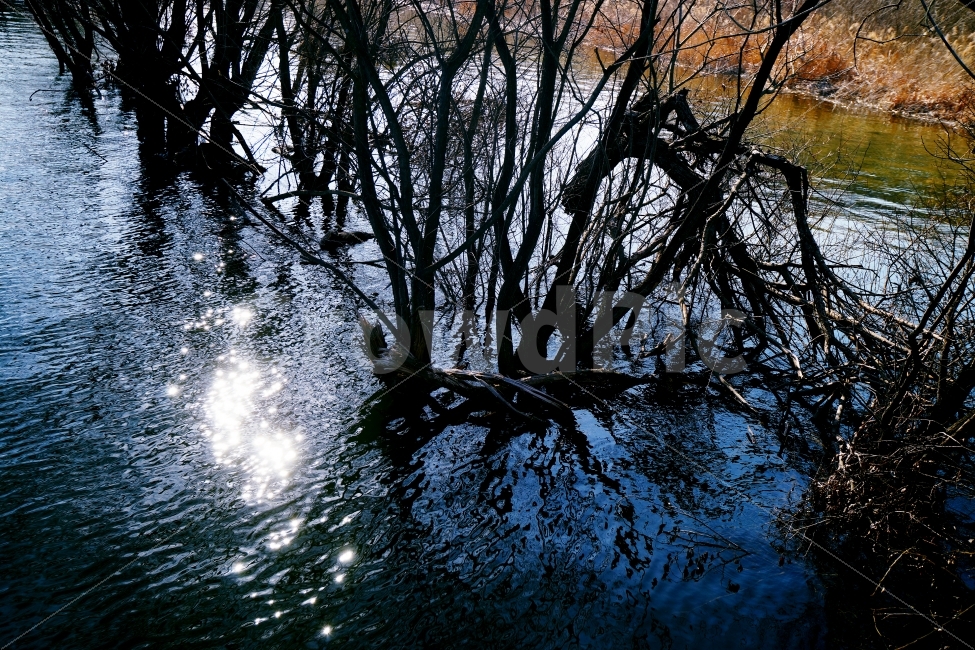 물,호수,나무,빛반사,홍수,잠김,자연,풍경,nature,landscape,water,outdoors,옥외,land,땅