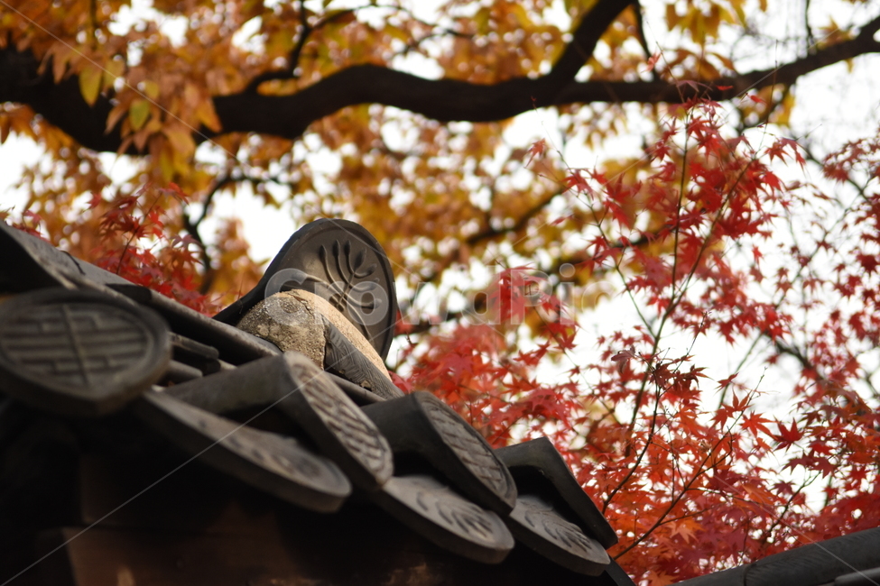 기와,단풍,가을,덕수궁,오후,가을,계절,fall,autumn,season,tree,나무,plant,식물