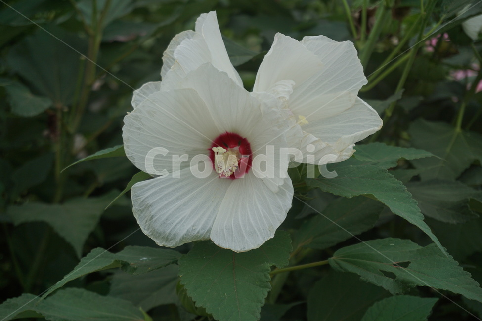 꽃,자연,식물,계절,시간,식물,자연,plants,nature,꽃,flower
