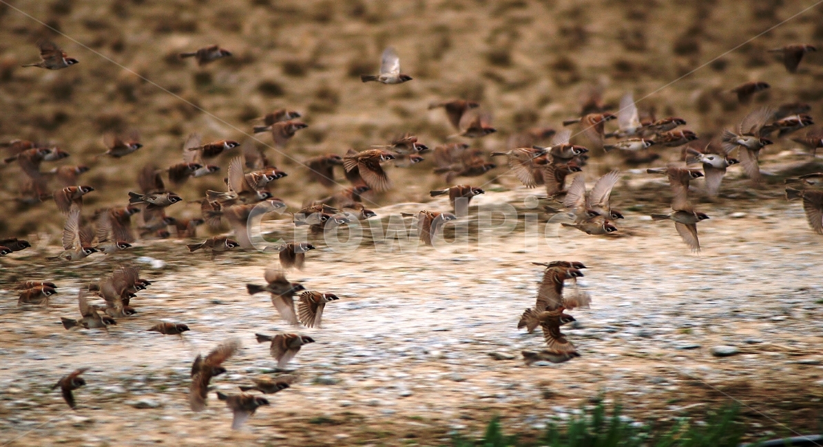 참새,조류,텃새,군무,새,동물,animal,조류,새,birds