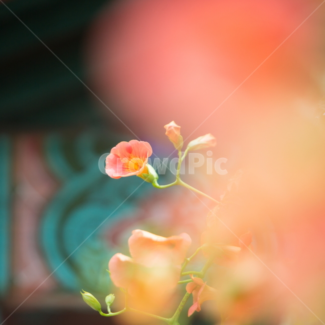 능소화,능소화꽃,꽃,플라워,trumpetcreeper,flower,식물,자연,plants,nature,꽃,flower,감성,sensible,feeling