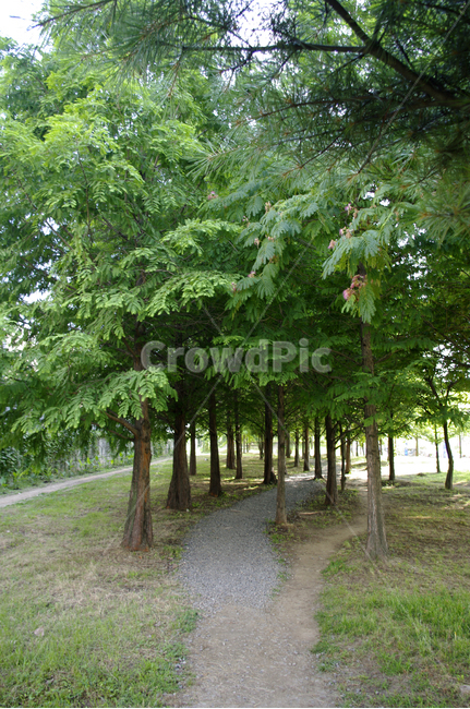 나무,신록,식물,초록,길,자연,풍경,nature,landscape,tree,plant