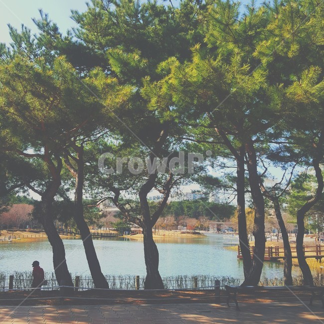 tree,나무,plant,호수,공원,울산,대공원,울산대공원,자연,풀,봄날,햇살,따뜻,봄,ulsan,park,lake,nature,ulsangrandpark