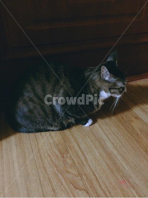 고양이,야옹,가을,동물,cat,분위기,빈티지,동물,animal,포유류,mammal,고양이,cat,kitten,kitty