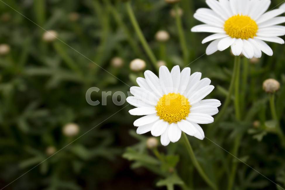 daisy,flower,blossom,꽃,데이지