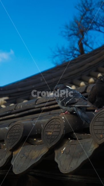 비둘기,기와,기와집,새,동물,설날,새해,겨울,담,dove,bird,animal,sky,하늘,기와장,한옥,전통,야생동물,자연,한국전통,한국문화,korean traditional,korean culture,동물,animal,조류,새,birds