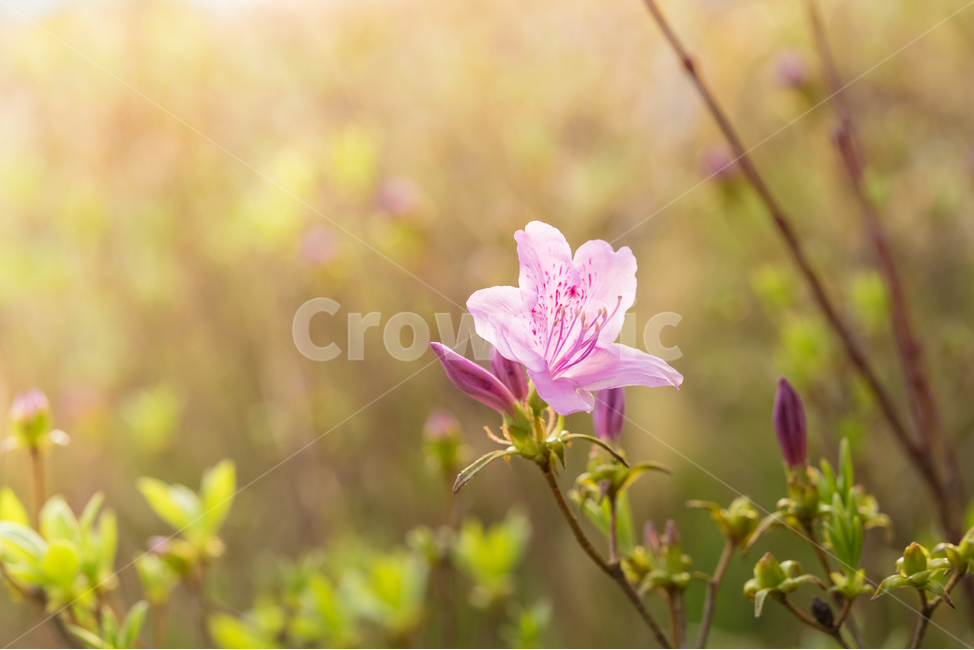 봄,꽃,철쭉,자연,풍경,접사,spring,flower,nature,beauty,봄,계절,spring,season,식물,자연,plants,nature,꽃,flower,plant,blossom