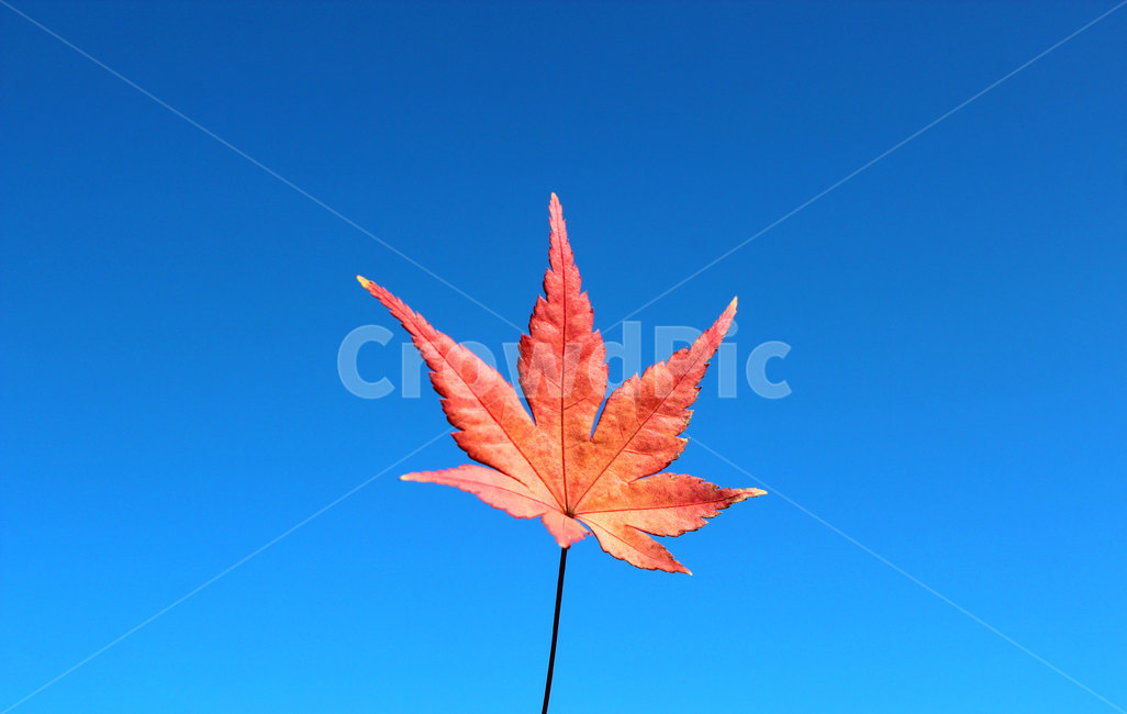 leaf,잎,plant,단풍잎,단풍나무,식물,tree,나무,가을,계절,fall,autumn,season