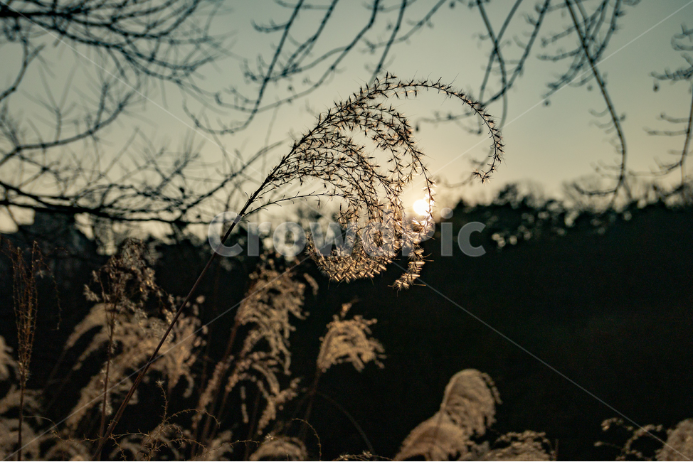 plant,식물,플레어,flare,light,빛,sunlight,햇빛,노을,갈대,reed,봉화산,산,해질녘,가을,석양,가을,계절,fall,autumn,season