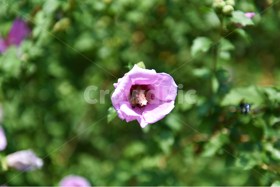 무궁화,꽃,국화,자연,접사,배경화면,벌,plants,nature,flower,bee