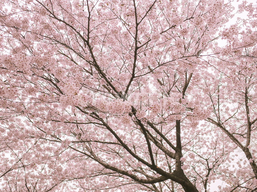 spring,cherry blossom tree,Cherry Blossom,Seokchon Lake,nature