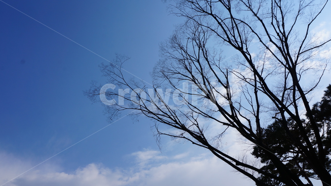 감성사진,하늘,낙엽,메마른가지,쓸쓸함,tree,나무,plant,식물,nature,자연,식물,자연,plants,nature,나무,trees,wood