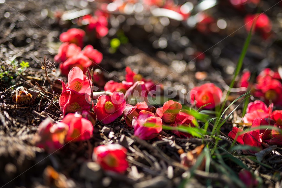 동백,꽃,낙화,flower,감성,식물,자연,plants,nature,꽃,flower,감성,sensible,feeling