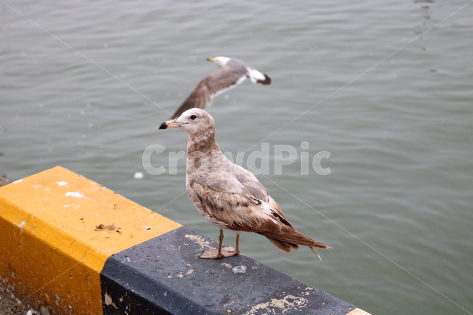 갈매기,새,조류,한강,동물,동물,animal,조류,새,birds