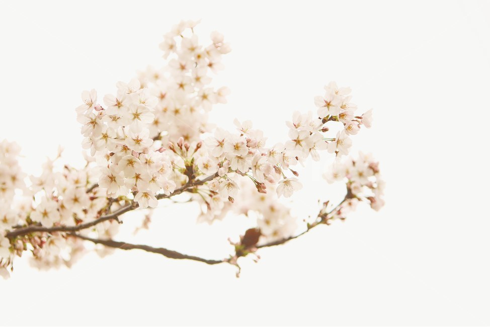 꽃,봄,사쿠라,벚꽃,flower,spring,봄,계절,spring,season,식물,자연,plants,nature,꽃,flower,plant,blossom