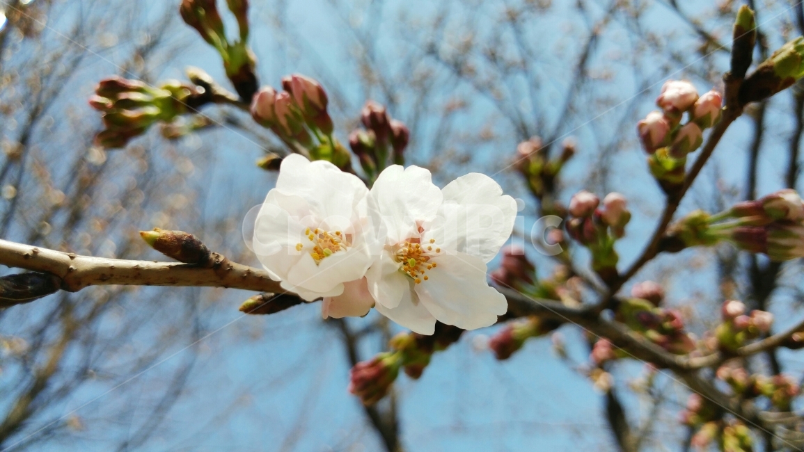 봄,봄꽃,꽃,나무,flower,매화,매화나무,향기,봄내음,백매화,봄,계절,spring,season,식물,자연,plants,nature,꽃,flower,plant