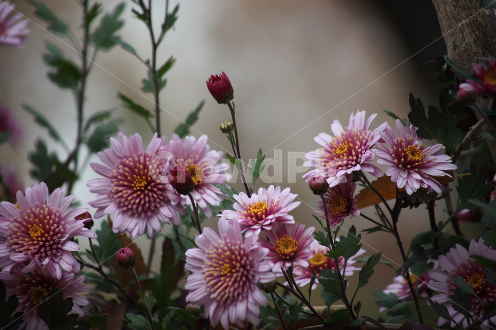 국화,식물,꽃,가을꽃,chrysanthemum,식물,자연,plants,nature,꽃,flower