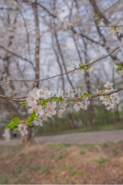 벚꽃,봄,꽃,나무,감성,flower,cherryblossom,spring,korea,봄,계절,spring,season,식물,자연,plants,nature,꽃,flower,감성,sensible,feeling,plant,blossom,cherry blossom