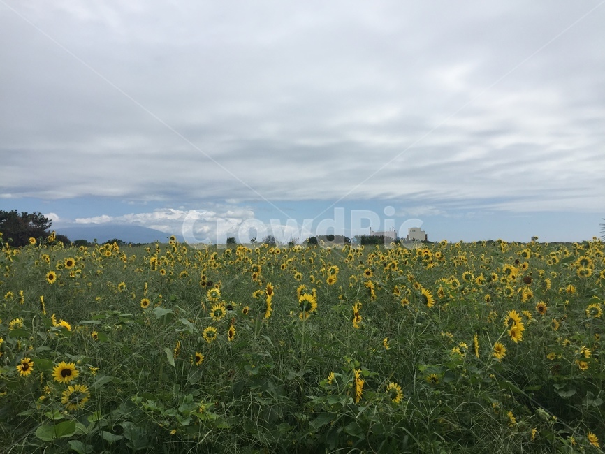 해바라기,제주도,가파도,jeju,sunflower,꽃밭,풍경,자연,풍경,nature,landscape,한국자연풍경,한국자연경관,korea nature landscape,제주도,jeju,jeju island,grassland,목초지,outdoors,옥외,field,들,rural,농촌,farm,농장,meadow
