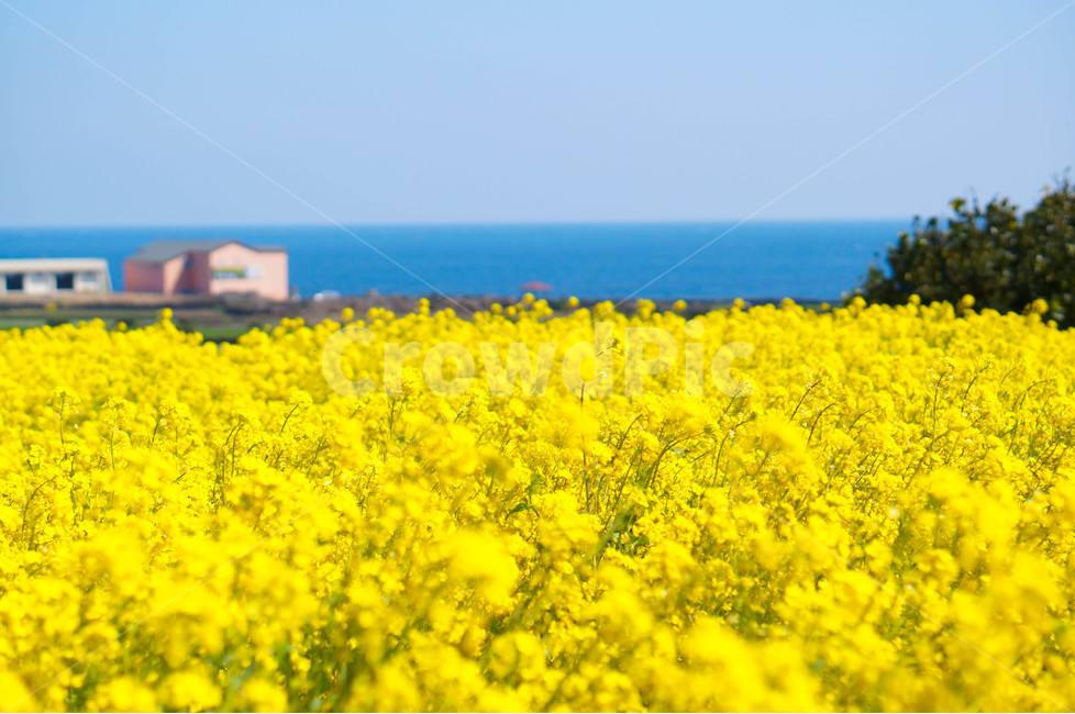 봄,제주도,유채꽃,바다,제주도유채꽃,봄,계절,spring,season,자연,풍경,nature,landscape,한국자연풍경,한국자연경관,korea nature landscape,제주도,jeju,jeju island,outdoors,옥외,grassland,목초지,field,들