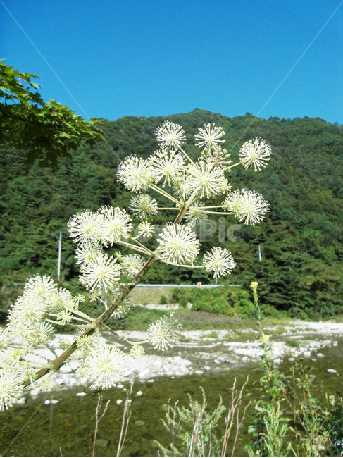 꽃,flower,식물,하늘,산,강,식물,자연,plants,nature,꽃,flower