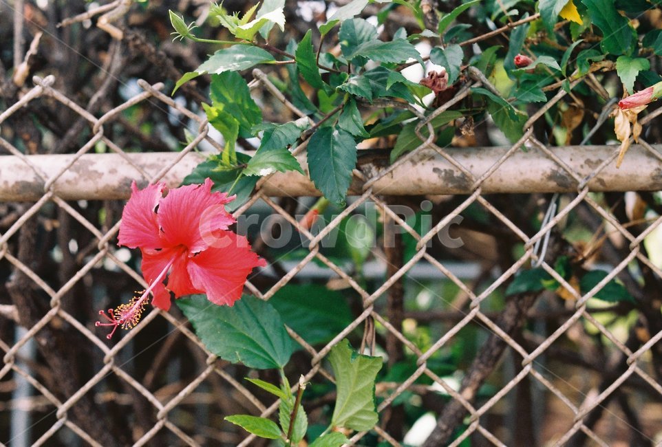 식물,꽃,울타리,나뭇잎,flower